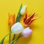 tulips