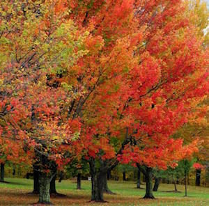 autumn