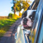 MA law regarding pets in hot cars