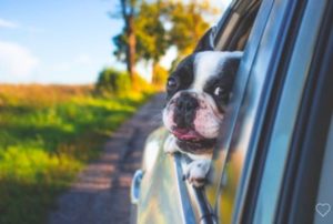 MA law regarding pets in hot cars